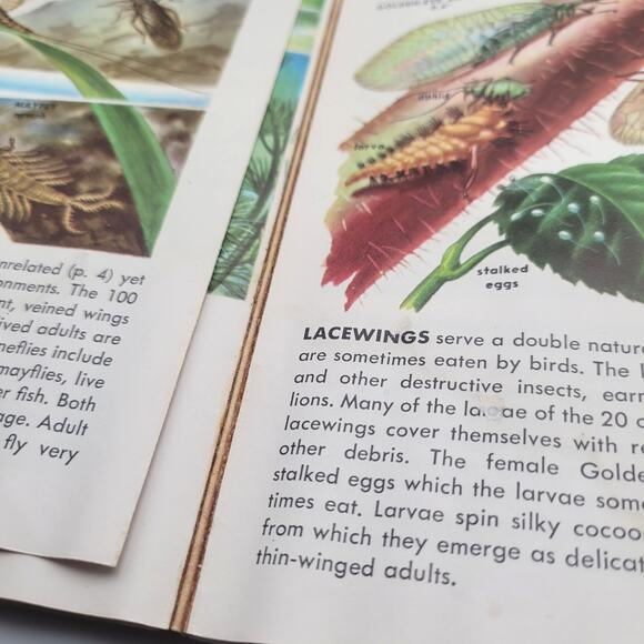 Vintage Golden Nature Guides Insects & Reptiles Books Lot 1950s Set of 3 - Picture 5 of 8
